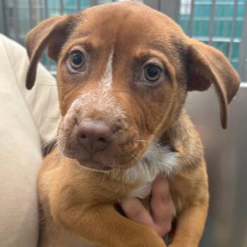 Peaches -  Mixed Breed Dog for Adoption in Corpus Christi, Texas - Peaches | PetCurious