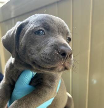SPRINKLES -  American Staffordshire Terrier Dog for Adoption in San Antonio, Texas - SPRINKLES | PetCurious
