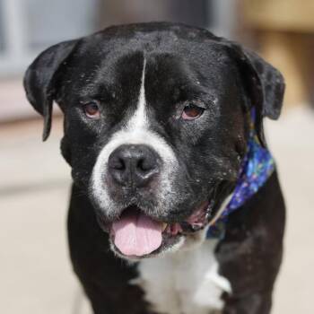 OSO -  American Staffordshire Terrier Dog for Adoption in San Antonio, Texas - OSO | PetCurious