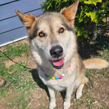 Aura -  Husky and Mixed Breed Dog for Adoption in Madisonville, Tennessee - Aura | PetCurious