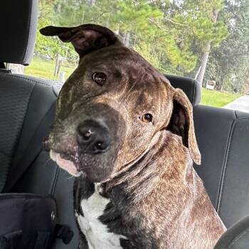 Jenga -  Pit Bull Terrier and Mixed Breed Dog for Adoption in Hinesville, Georgia - Jenga | PetCurious
