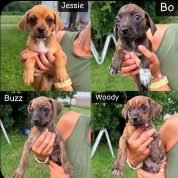Bo -  Mountain Cur and Hound Dog for Adoption in Mount Bethel, Pennsylvania - Bo | PetCurious
