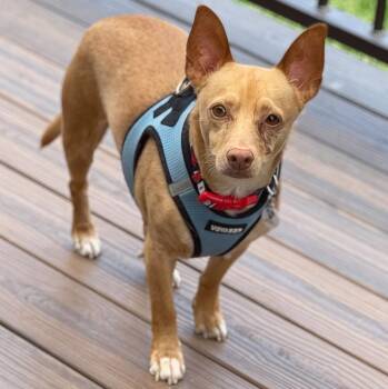 Wilbur -  Chihuahua and Mixed Breed Dog for Adoption in Mead, Colorado - Wilbur | PetCurious