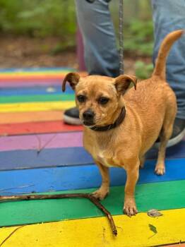 Cocobean -  Chihuahua Dog for Adoption in Cambridge, Maryland - Cocobean | PetCurious