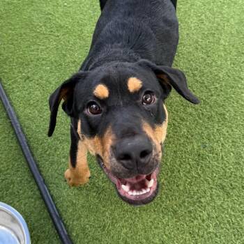 Dante 0429 -  Rottweiler and Mixed Breed Dog for Adoption in Loxahatchee Groves, Florida - Dante 0429 | PetCurious
