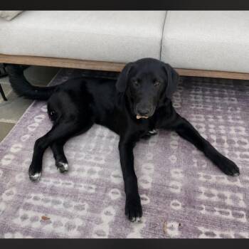 Black Labrador Retriever and Australian Cattle Dog Blue Heeler Dogs Available for Adoption in Philadelphia, Pennsylvania - Poppy | PetCurious