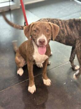 Raquelle -  Mixed Breed Dog for Adoption in Memphis, Tennessee - Raquelle | PetCurious