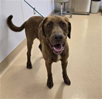 Labrador Retriever Dogs Available for Adoption in South Lake Tahoe, California - LOUIE | PetCurious