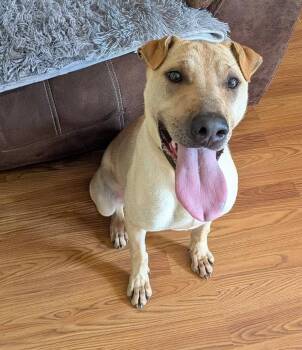 Shar Pei Dogs Available for Adoption in Cameron, North Carolina - Scooby Doo | PetCurious