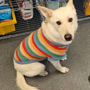 Australian Cattle Dog Blue Heeler and Shepherd Dogs Available for Adoption - Ekko | PetCurious