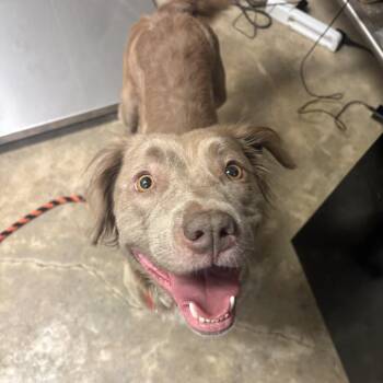 Chu Chu -  Terrier and Retriever Dog for Adoption in Grass Valley, California - Chu Chu | PetCurious
