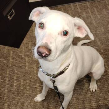 Rescue Labrador Retriever and Mixed Breed Dogs for Adoption in Fort Smith, Arkansas - Bucky | PetCurious