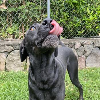 Black Labrador Retriever and Mixed Breed Dogs Available for Adoption - Mele | PetCurious