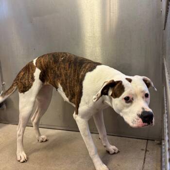YORK-Stray-16979 -  Pit Bull Terrier Dog for Adoption in York, Pennsylvania - YORK-Stray-16979 | PetCurious
