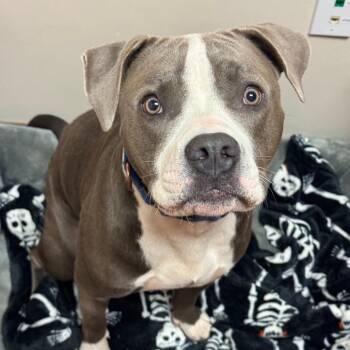 Arthur -  Pit Bull Terrier Dog for Adoption in Goleta, California - Arthur | PetCurious