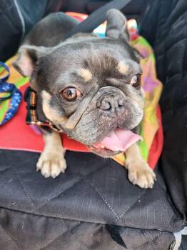 French Bulldog Dogs Available for Adoption in Palm Coast, Florida - Luna  | PetCurious