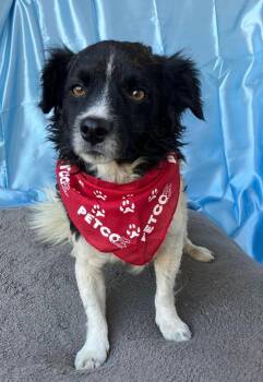 DOMINO -  Border Collie Dog for Adoption in Rowland Heights, California - DOMINO | PetCurious