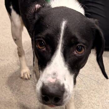 Poppyseed -  Beagle and Mixed Breed Dog for Adoption in Tampa, Florida - Poppyseed | PetCurious