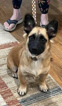Hamlet -  Corgi Dog for Adoption in Bellaire, Texas - Hamlet | PetCurious