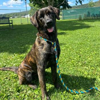 Mercy -  Retriever Dog for Adoption in Philadelphia, Pennsylvania - Mercy | PetCurious