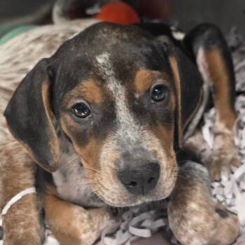 Celtic - Sea Salt Litter -  Australian Cattle Dog Blue Heeler and Terrier Dog for Adoption in Clearwater, Florida - Celtic - Sea Salt Litter | PetCurious