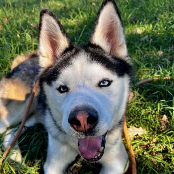 Rescue Husky Dogs for Adoption in Lake Jackson, Texas - McHuskface | PetCurious