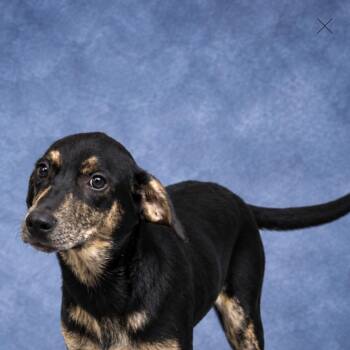 Maggie -  Labrador Retriever Dog for Adoption in Heber Springs, Arkansas - Maggie | PetCurious