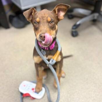 Miniature Pinscher and Mixed Breed Dogs Available for Adoption in Aurora, Colorado - FLOWER | PetCurious