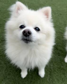 Millie -  Pomeranian Dog Available for Adoption in Myrtle Beach, South Carolina - Millie | PetCurious