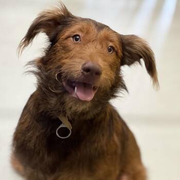 Bindi -  Mixed Breed Dog for Adoption in Hughesville, Maryland - Bindi | PetCurious