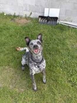 Ace -  Australian Cattle Dog Blue Heeler Dog for Adoption in Potsdam, New York - Ace | PetCurious