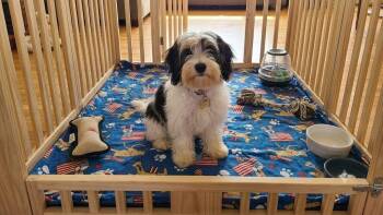 Bee -  Mixed Breed Dog for Adoption in Detroit, Michigan - Bee | PetCurious