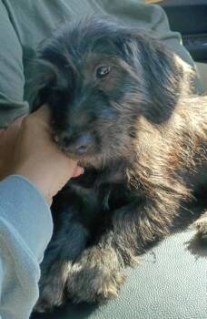 Rescue Poodle and Cairn Terrier Dogs for Adoption in Evansville, Wisconsin - MICKEY | PetCurious