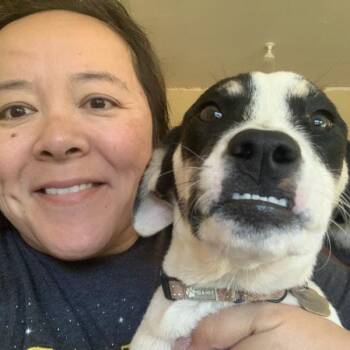 Nile Sweetpea -  Australian Cattle Dog Blue Heeler and Labrador Retriever Dog for Adoption in Friendswood, Texas - Nile Sweetpea | PetCurious