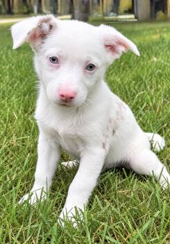 Casper -  Australian Shepherd and Chihuahua Dog for Adoption in New Baltimore, Michigan - Casper | PetCurious