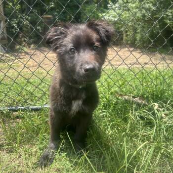 Rescue Labrador Retriever Dogs for Adoption in Cabot, Arkansas - (Found) Xavier | PetCurious