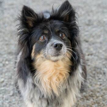 Pearl -  Mixed Breed Dog for Adoption in Tacoma, Washington - Pearl | PetCurious