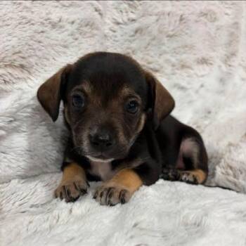 Valor -  Chihuahua and Mixed Breed Dog for Adoption in Alma, Wisconsin - Valor | PetCurious