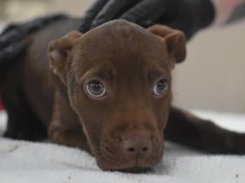 Rescue Labrador Retriever Dogs for Adoption in Portland, Oregon - Cable | PetCurious