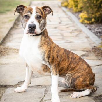 Sherlock -  Mixed Breed Dog for Adoption in Cape Girardeau, Missouri - Sherlock | PetCurious