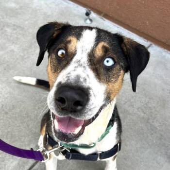 Hound and Australian Cattle Dog Blue Heeler Dogs Available for Adoption in Walnut Creek, California - Alfie | PetCurious