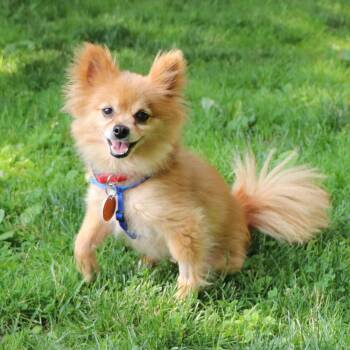 Bronx -  Pomeranian Dog for Adoption in Port Washington, New York - Bronx | PetCurious
