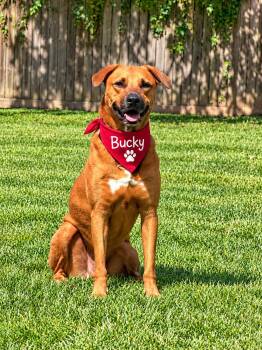 Backy -  Rhodesian Ridgeback Dog for Adoption in Tomball, Texas - Backy | PetCurious