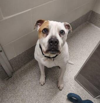 Boxer and Mixed Breed Dogs Available for Adoption - YUKI | PetCurious