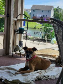Chloe (more info coming soon) -  Boxer Dog for Adoption in Owatonna, Minnesota - Chloe (more Info Coming Soon) | PetCurious