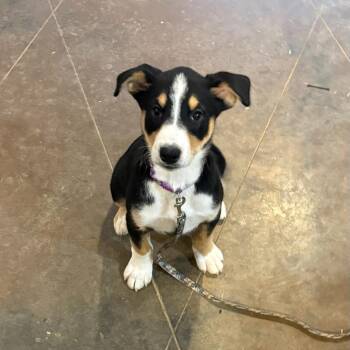 Labrador Retriever Dogs Available for Adoption in Hatfield, Pennsylvania - Lucy | PetCurious