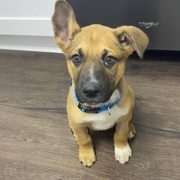 Shepherd Dogs Available for Adoption - Ollie | PetCurious