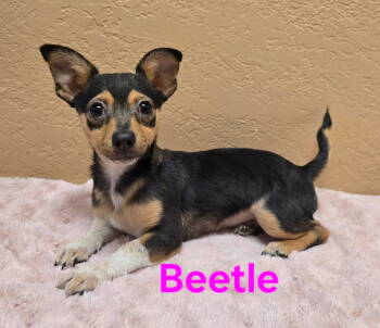 Rescue Chihuahua and Pomeranian Dogs for Adoption in Modesto, California - Beetle | PetCurious