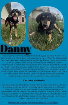 Danny -  Hound Dog for Adoption in Danville, Indiana - Danny | PetCurious
