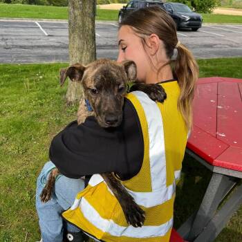 Pit Bull Terrier Dogs Available for Adoption in Elyria, Ohio - Arlo | PetCurious